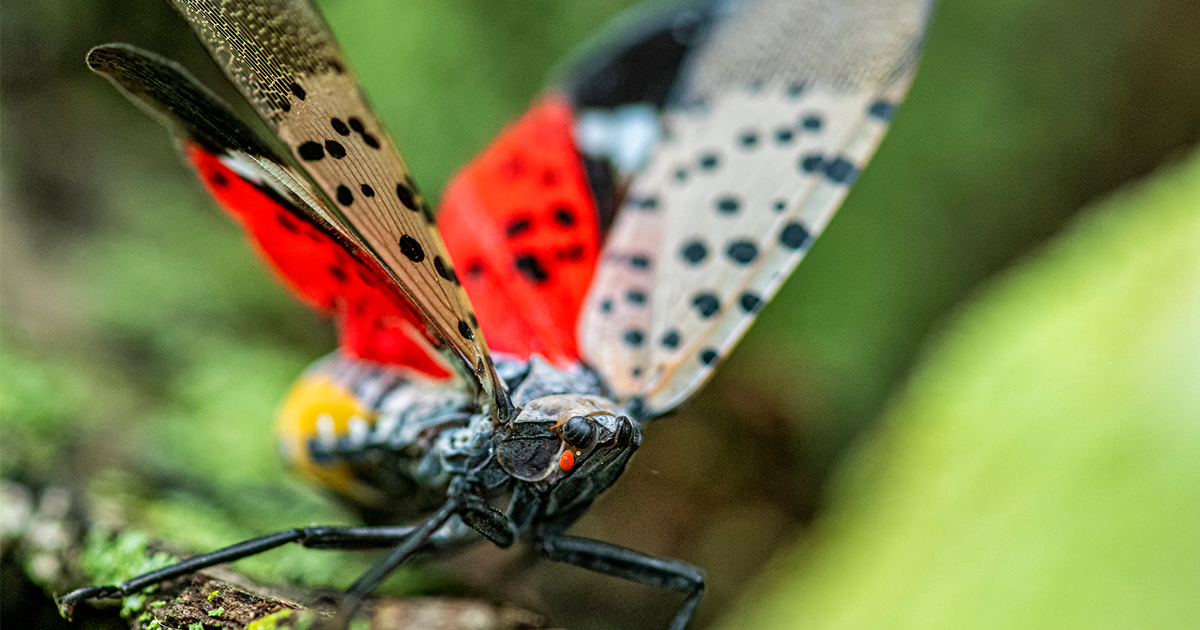 Lanternfly taking off from branch