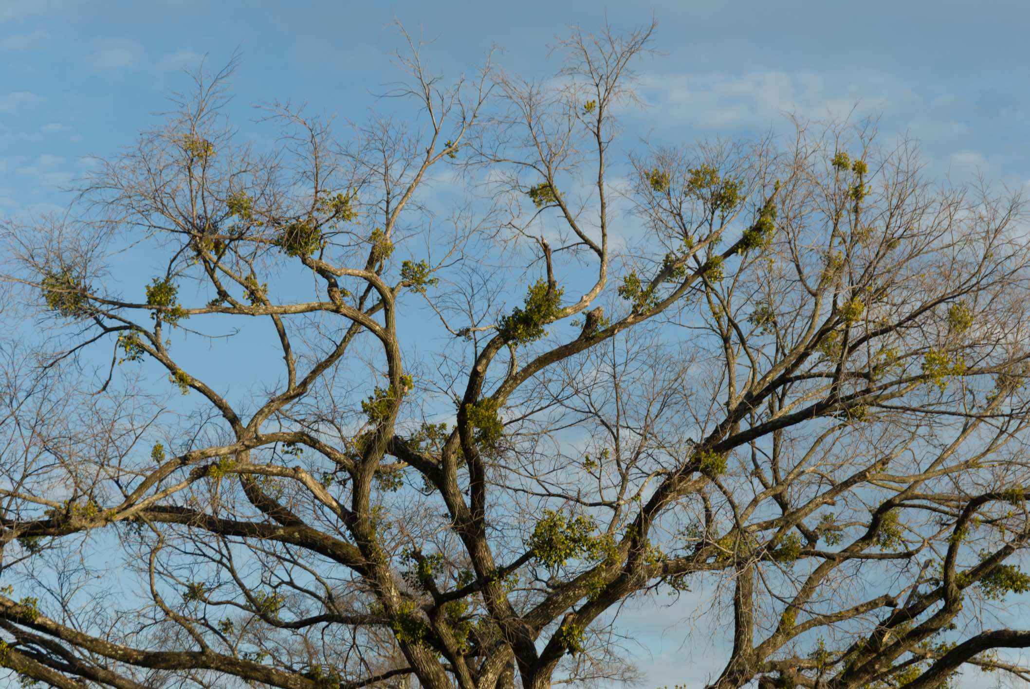 American mistletoe on a tree, on a sunny day, picture taken from bellow 