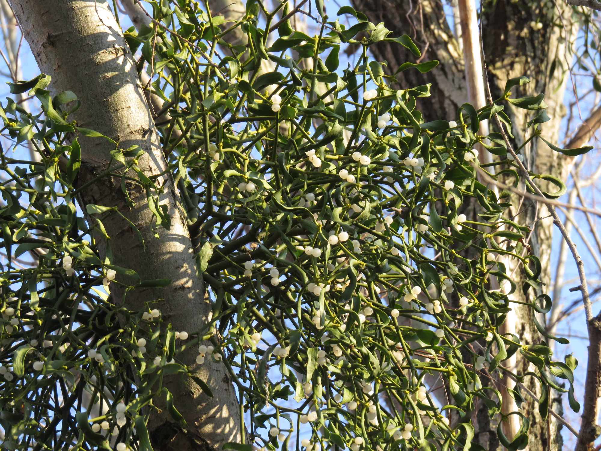 American mistletoe on a branch