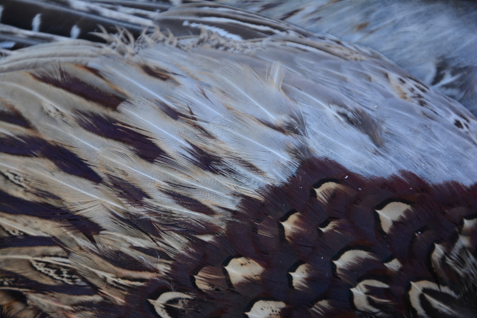 black and white feathers (variation in feather coloration from a male)