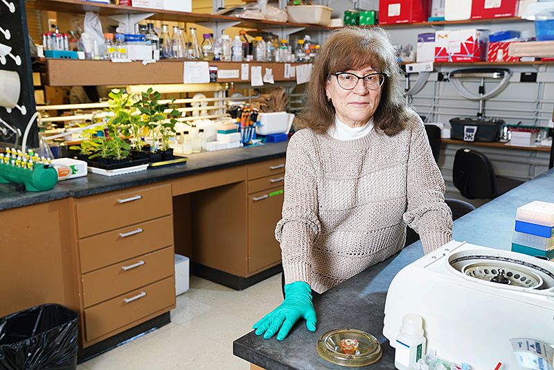 Natalia Dudareva, Distinguished Professor of Biochemistry in Purdue's College of Agriculture, stands in her laboratory. Dudareva led a team of researchers that mapped the biosynthetic pathway of an anti-cancer compound found in oregano and thyme, opening the door to potential pharmaceutical use. (Purdue Agricultural Communications photo/Tom Campbell)