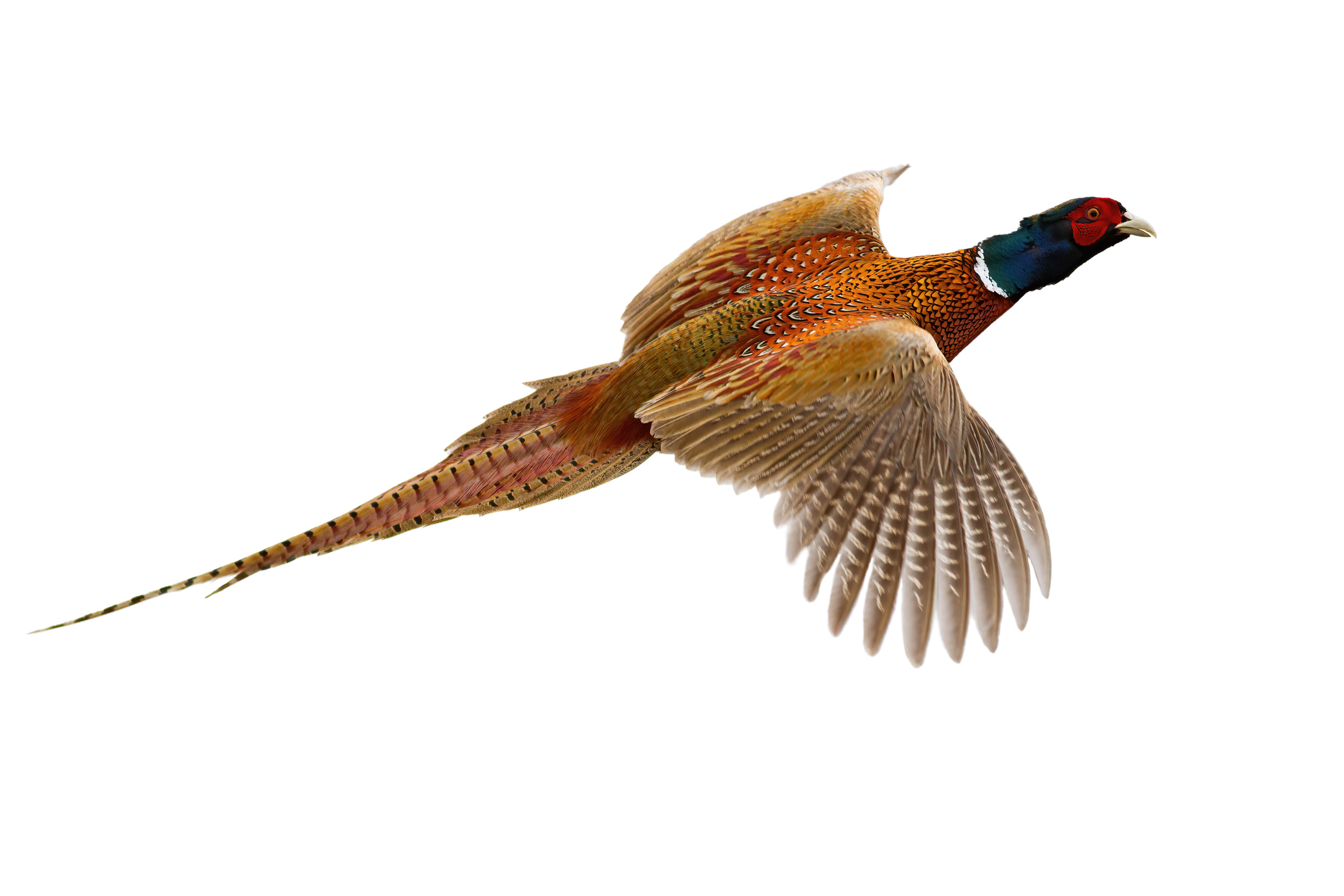beautiful colorful pheasant flying