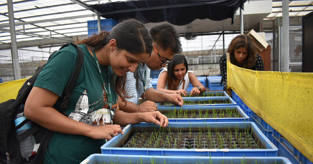 students examining rice seedlings