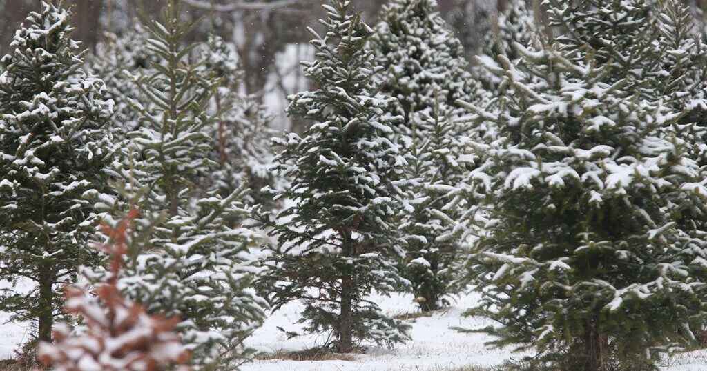 Pine trees in snowy winter