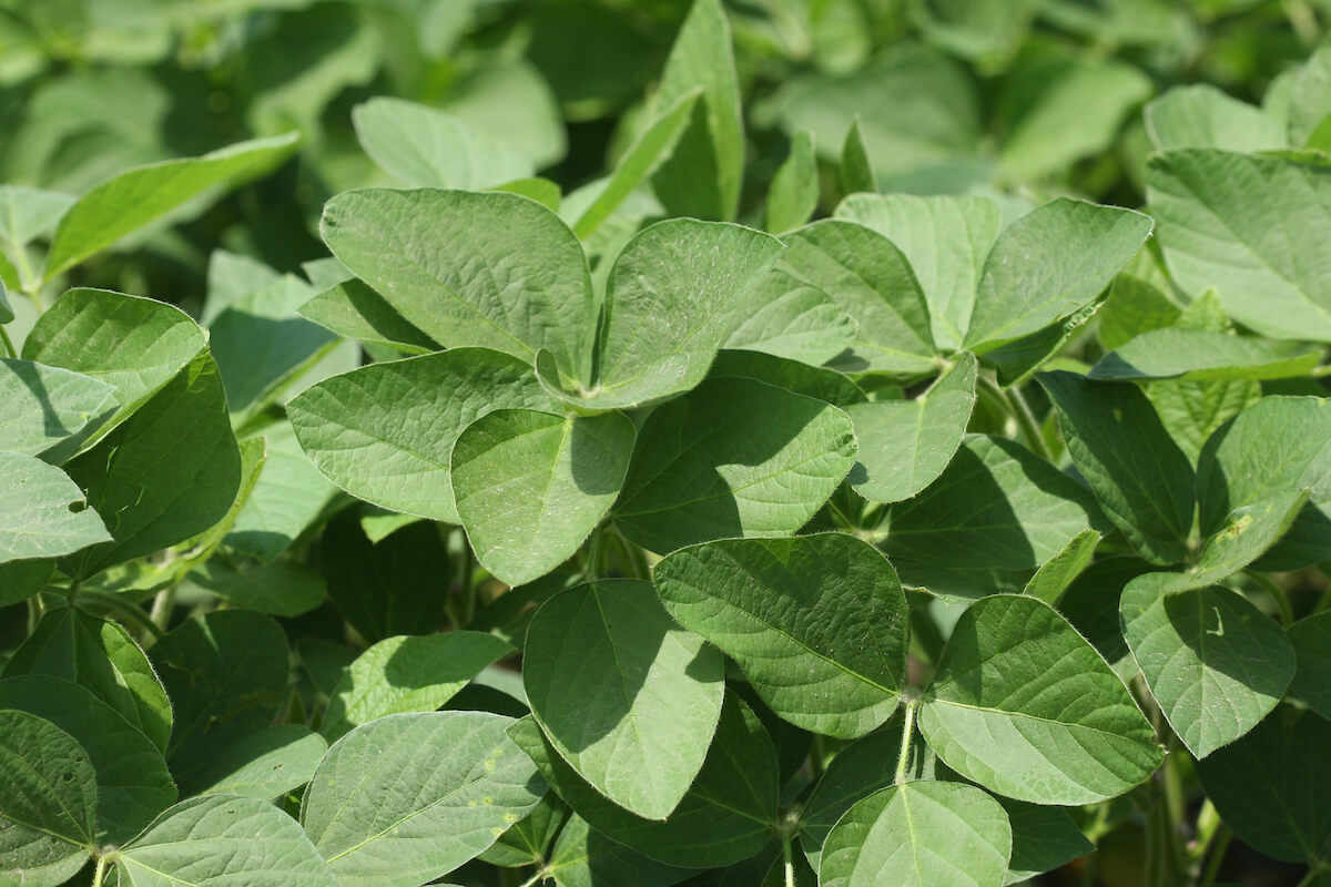 soybean leaves