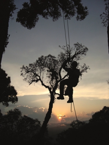men in harness hanging from a tree looking at the sunset, forest at his feet