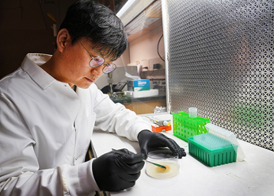Sanghun Lee working in lab preparing samples of anthracnose fungus
