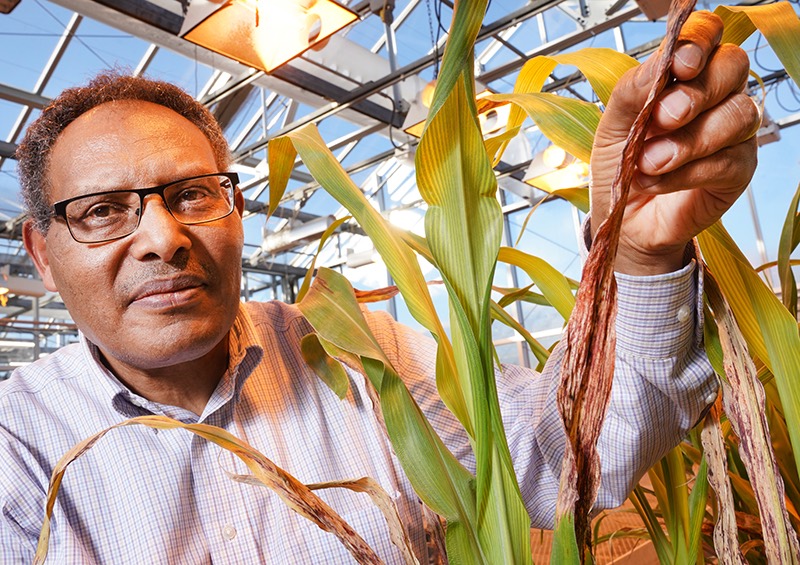 Tesfaye Mengiste in greenhouse showing leaves from a sorghum plant infected with a fungal disease 