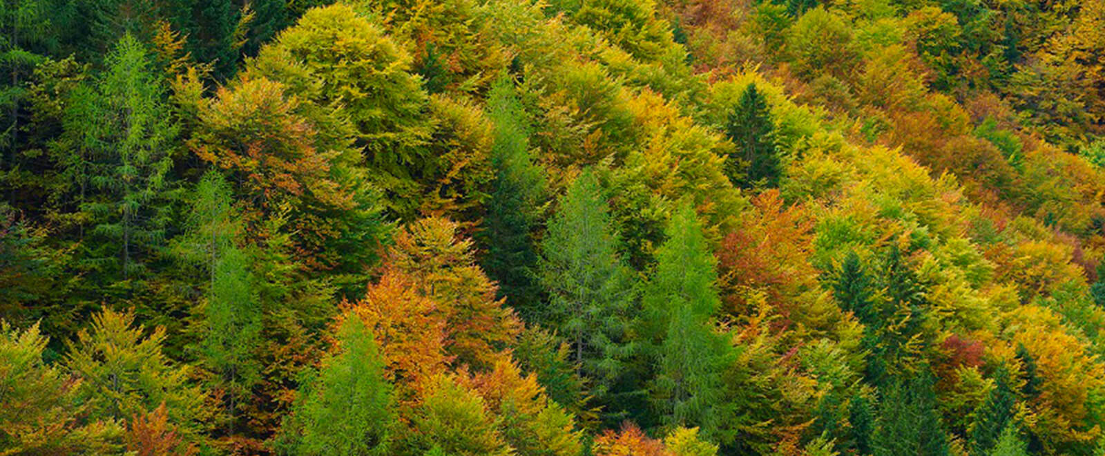 Trees in the forest during Fall season, view from above