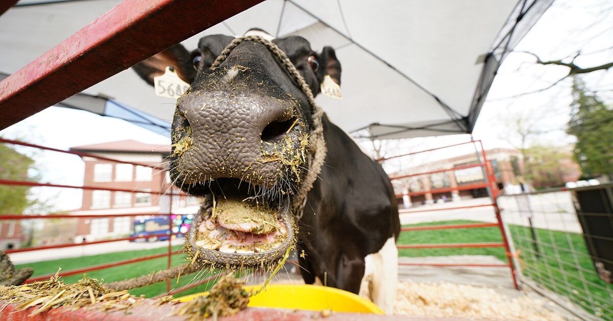 Cow chewing hay, mouth wide open.