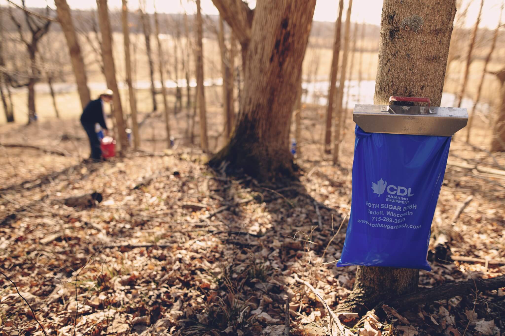 Maple forest plantation, blue special bag collecting the syrup from a tree 