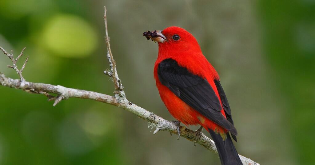 scarlet tanager on a branch, blurry green backgound