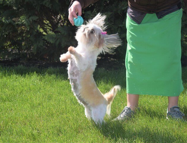 Small white furry dog playing outdoors with its owner 