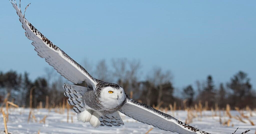 Snow owl flying (capture very close), snow in the field and blue sky in the background