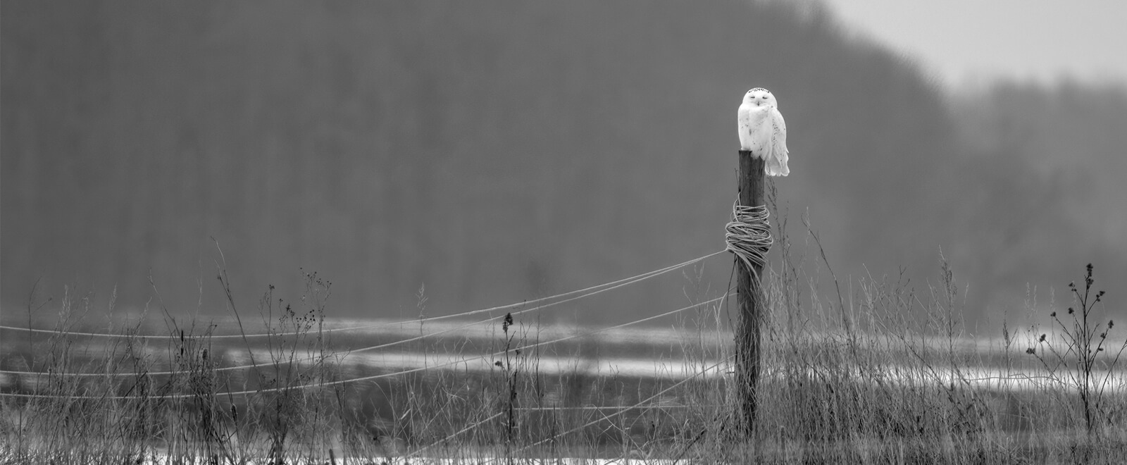Snowy owl on a fence, blurry gray background