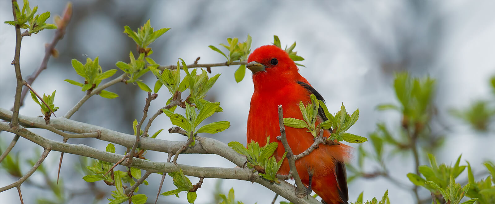 Red bright scarlet tanager bird on a treetop