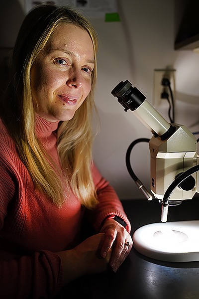 Vikki Weake, associate professor of biochemistry in Purdue's College of Agriculture, sits at a microscope in her lab. (Purdue University photo/Tom Campbell)