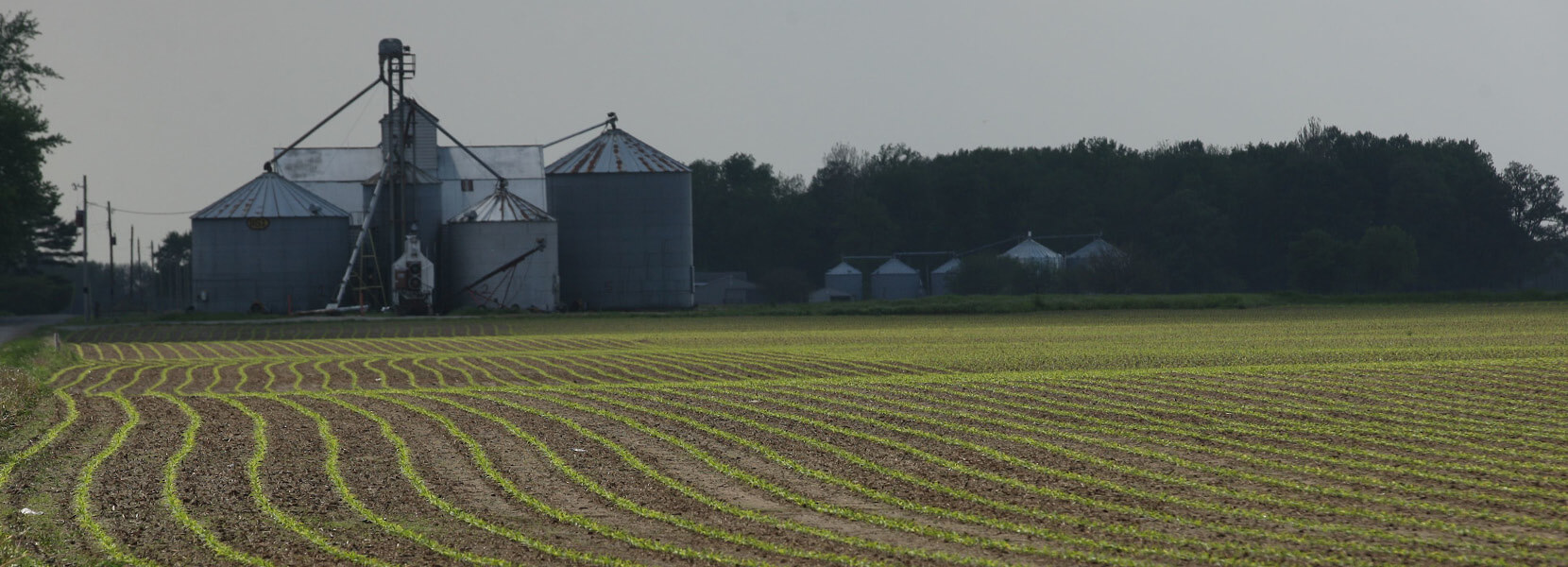 Image of a cornfield plantation, silos on the back