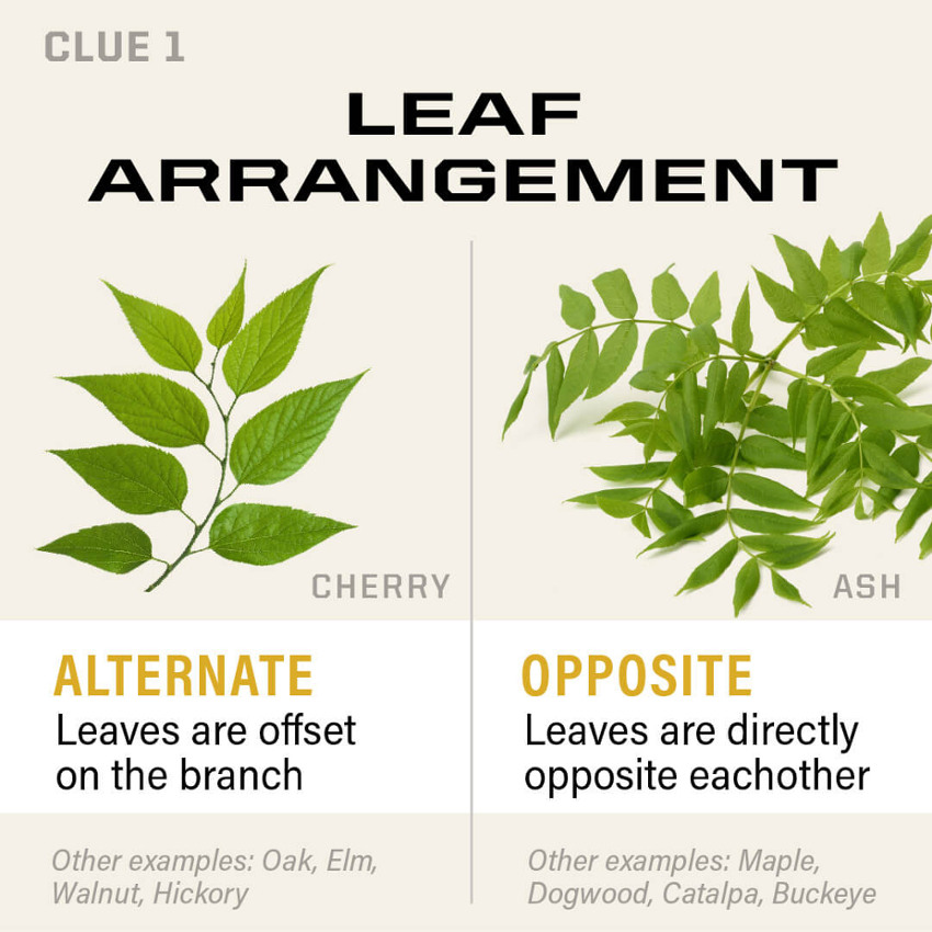 Image with two types of leaves arrangement. On the left leaves are offset on the branch (cherry), and on the right leaves are directly opposite each other (Ash) 