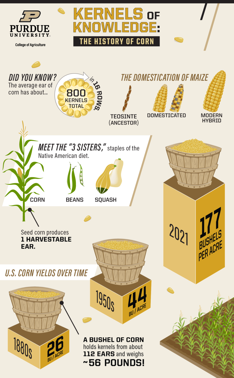 Image of a chart with informations of kernels and the history of corn