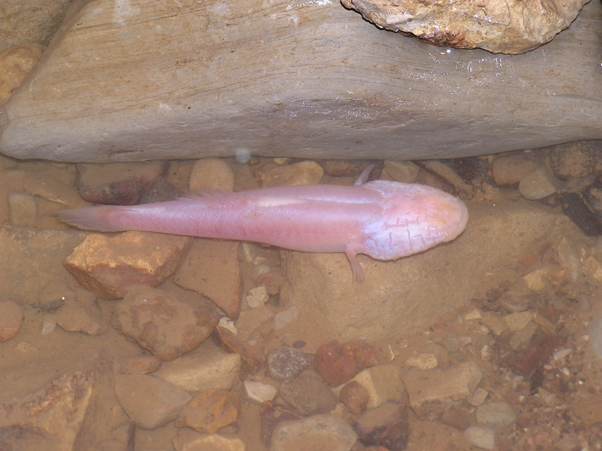 Hoosier Cavefish