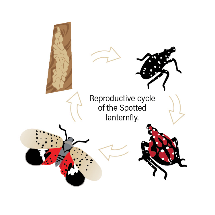 reproductive-cycle---lanternfly