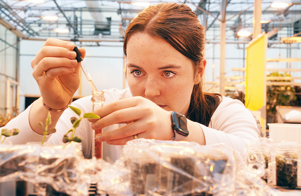 A team of Purdue undergraduate students took on the task of growing soybeans in Martian and Lunar soil simulants. 
