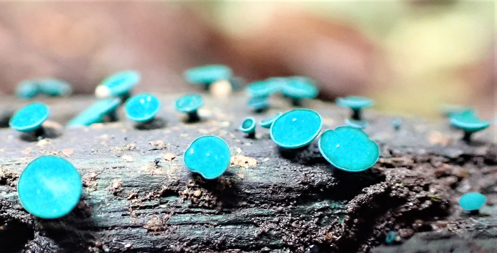 blue-fungus
