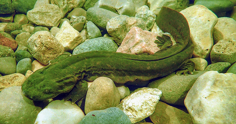 Adult Hellbender