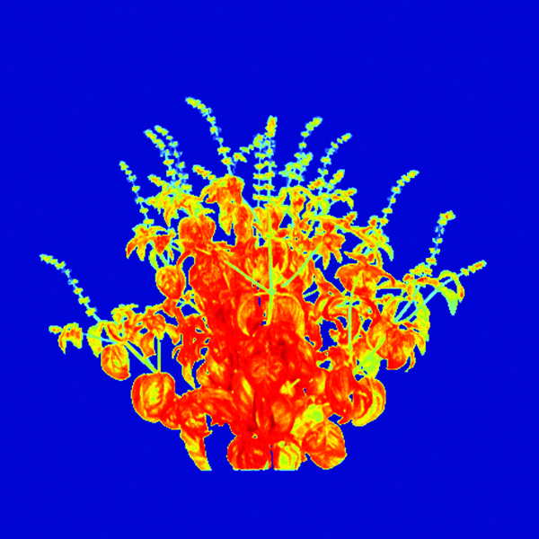 A hyperspectral image showing vegetative indices of a healthy basil plant