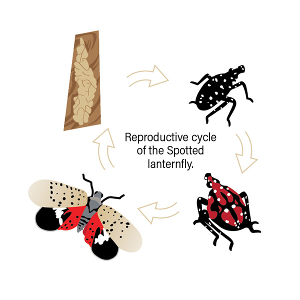Graphic of the productive cicle of a lanternfly 