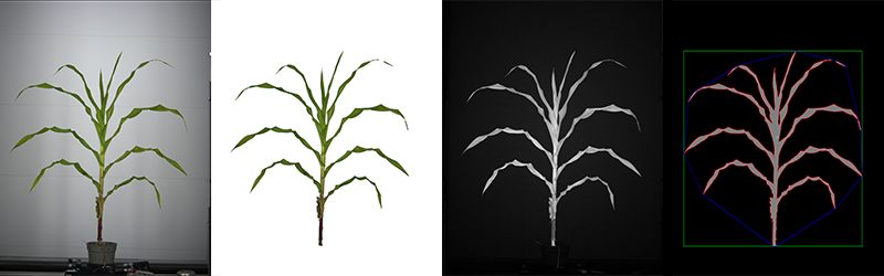 image of rgb corn digitally represented
