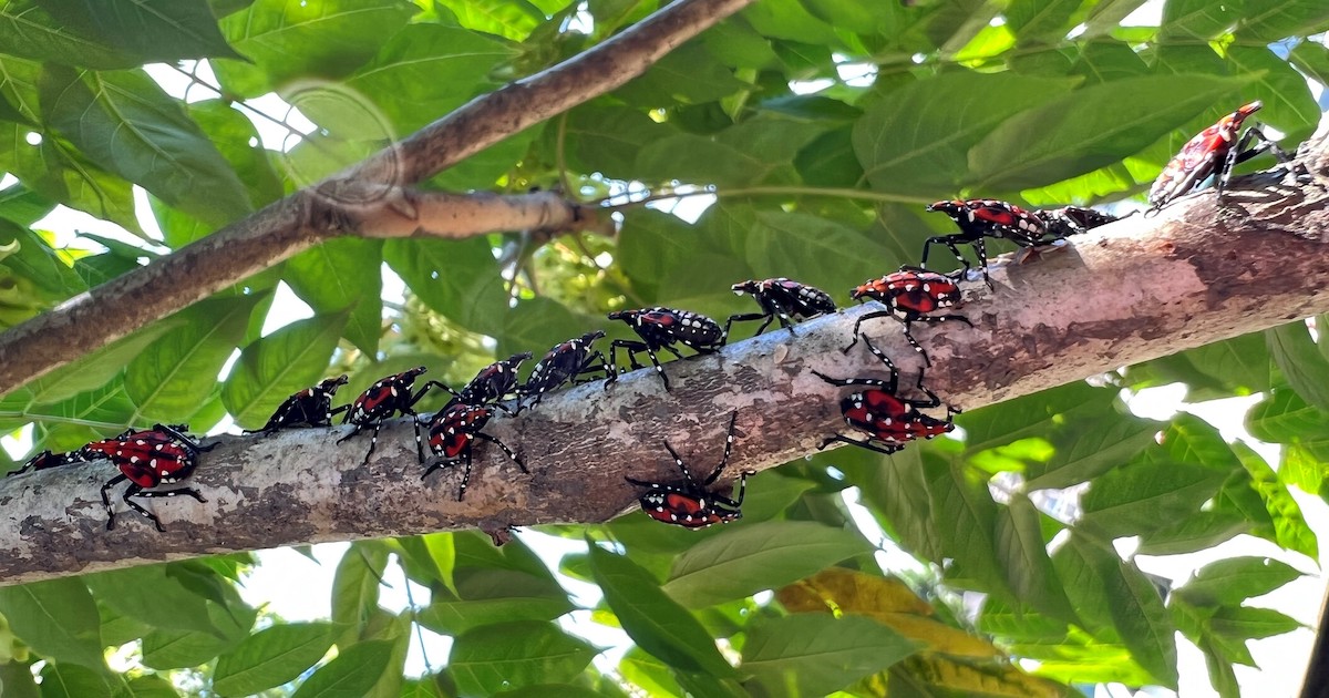 Several spotted lanternflies gather on a tree branch.