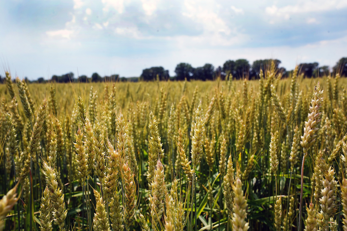 Photo of a wheat field 