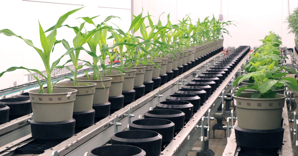 corn and soybean plants head to conveyor belts 
