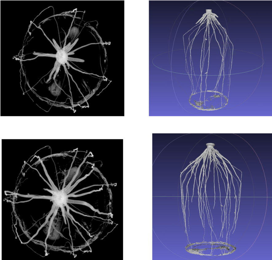 3D reconstruction of corn roots 