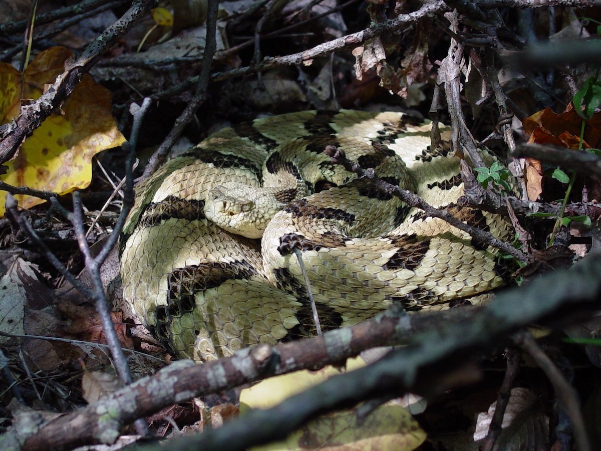 Timber rattlesnake in the woods