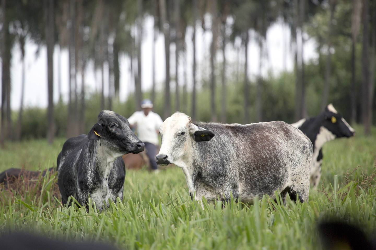 girolando-females-in-brazil.jpg