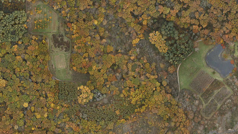 High resolution aerial photo captured by a drone shows individual trees at Martell Forest in West Lafayette, Ind.