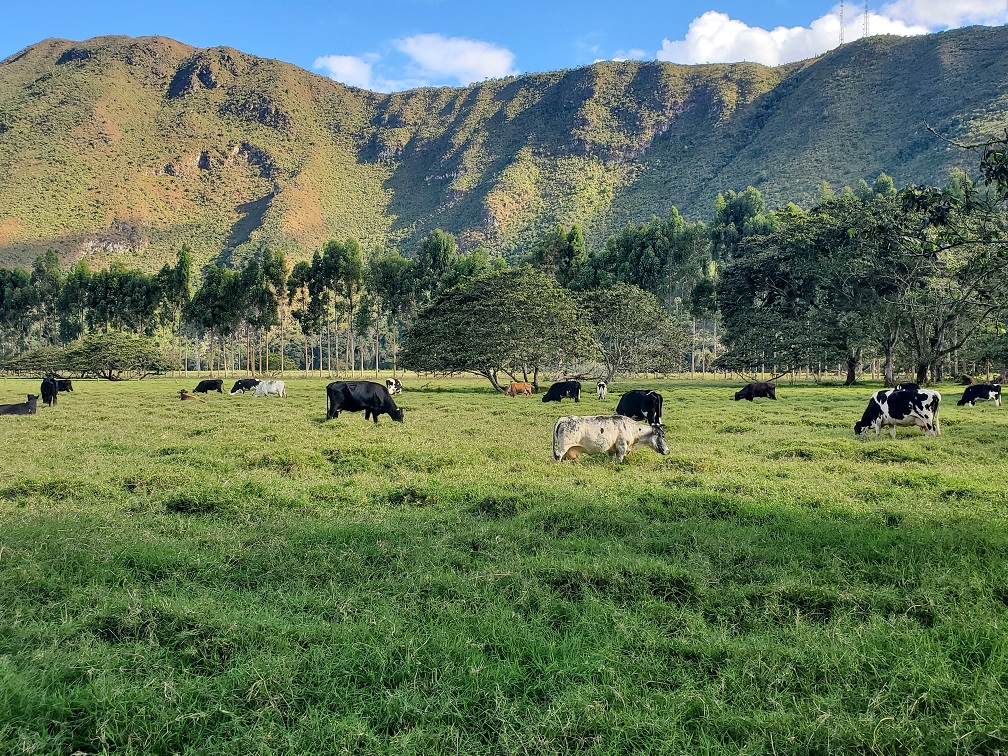 girolando-brazil