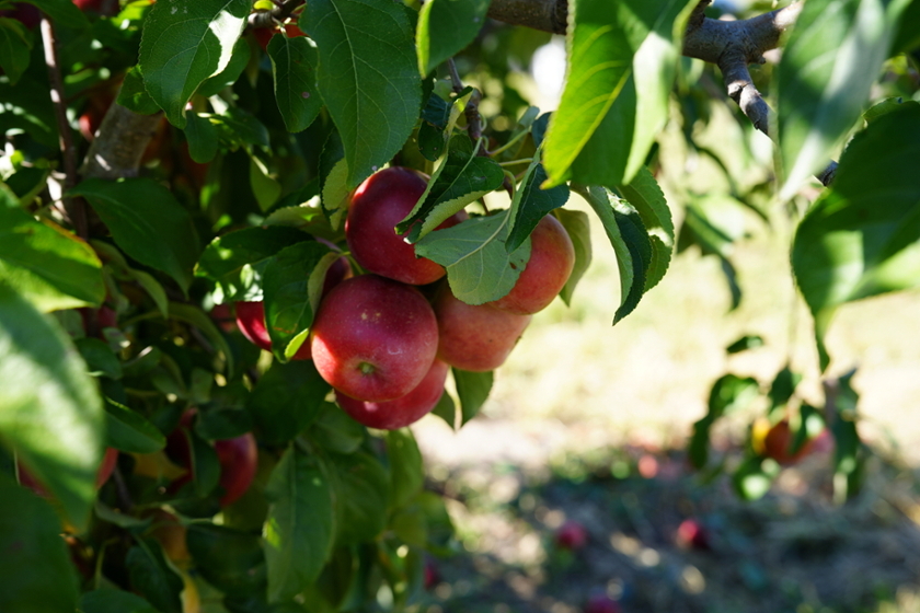 Apples hang from a tree at Meigs Purdue Ag Center.