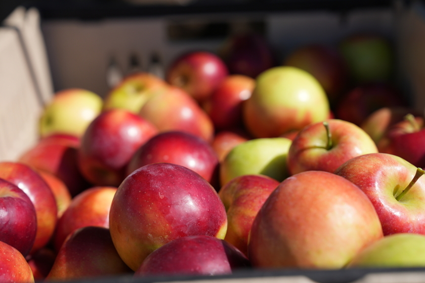 https://ag.purdue.edu/news/2022/10/_media/apples-basket.jpg