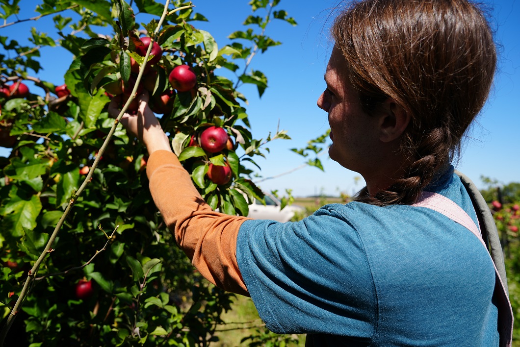 Student picking apple from tree