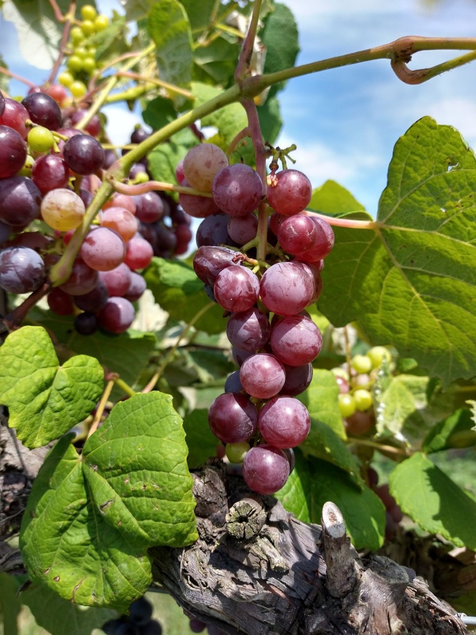 grapes-meigs