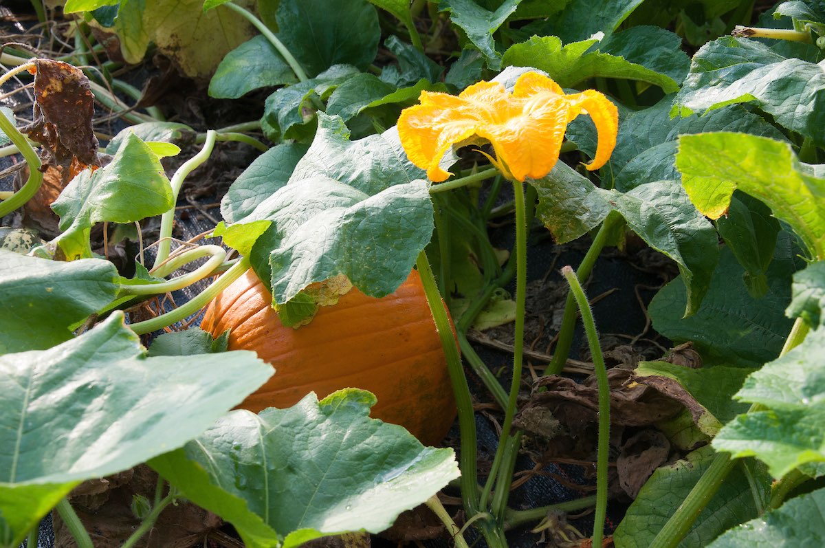A Jack O'Lantern pumpkin variety hides beneath vines at the Purdue Student Farm.