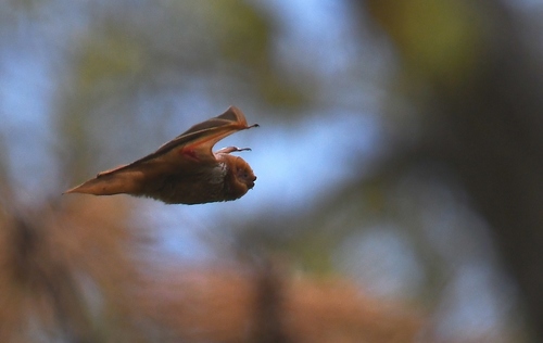 red bat photo