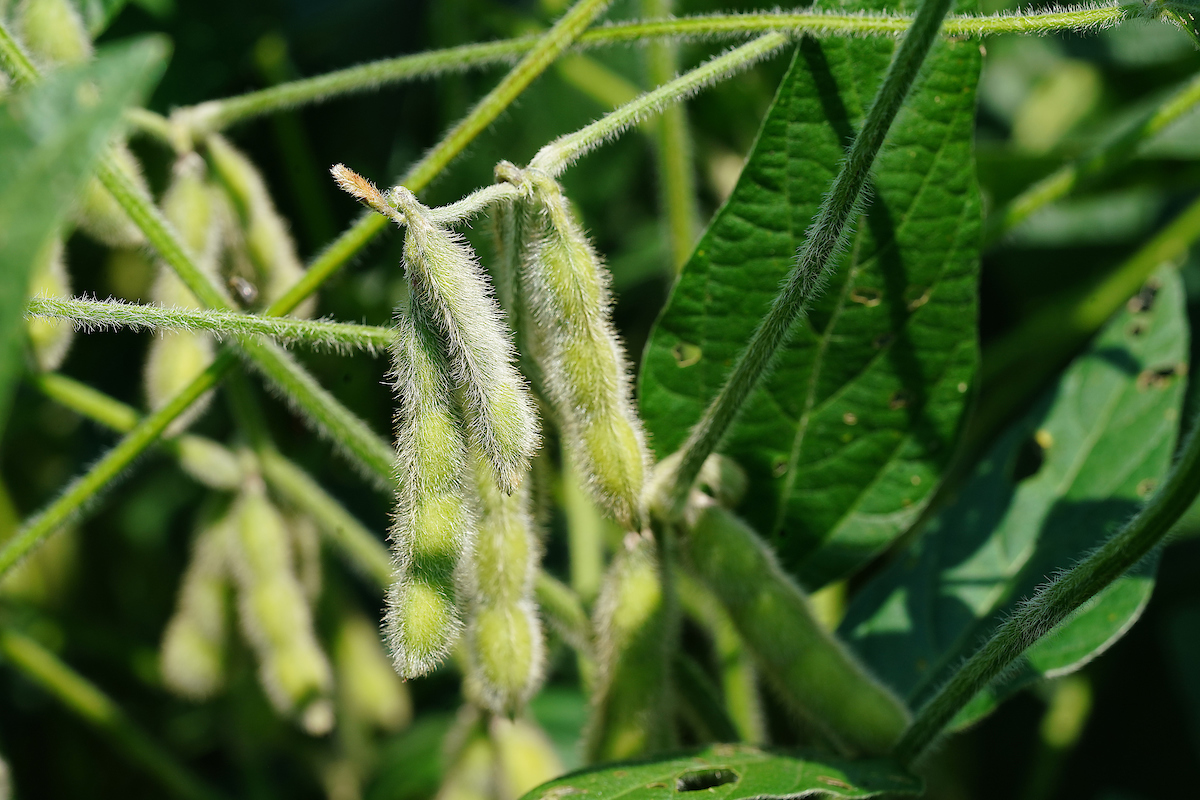 Soybean pods grow in a field.