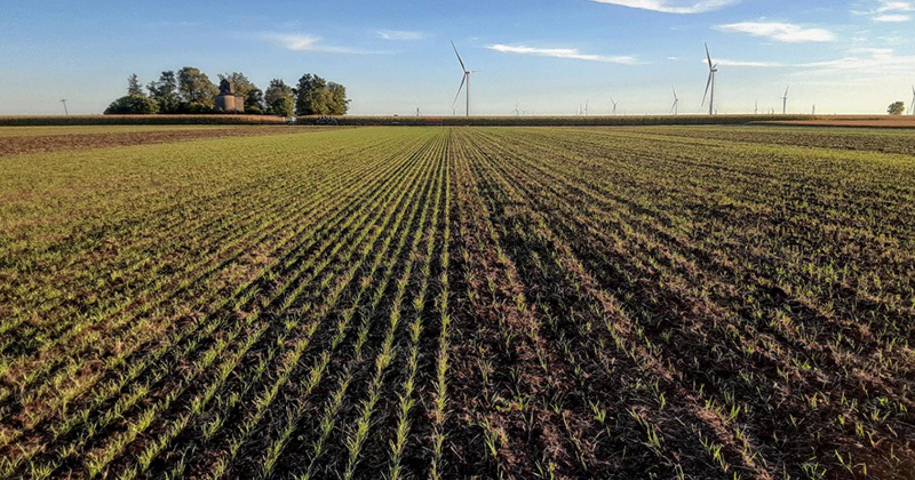 These two plots of Spooner cereal rye are under cultivation as part of a three-university study on organic farming being funded by a grant from the USDA National Institute of Food and Agriculture.