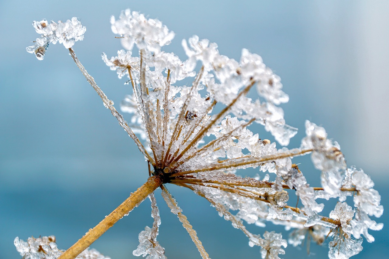 hemlock plant in the frozen snow