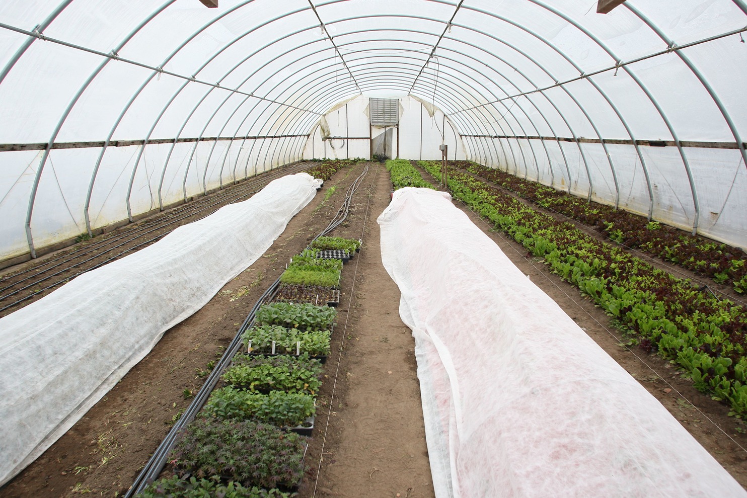 rows of crops in high tunnel
